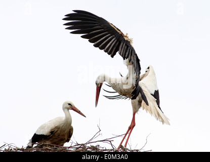 Unione Cicogna bianca (Ciconia ciconia) in atterraggio sul nido, partner in attesa Foto Stock