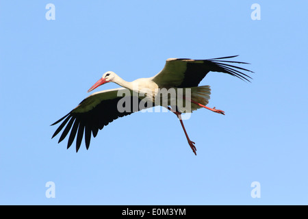 Unione Cicogna bianca (Ciconia ciconia) in volo in arrivo per l'atterraggio Foto Stock