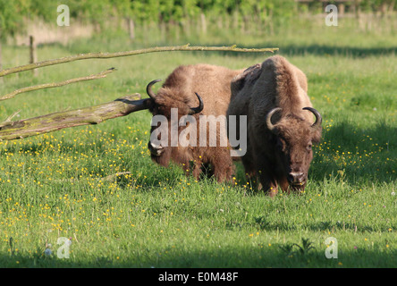 Due bisonte europeo o Bisonti Combattenti (Bison bonasus) Foto Stock