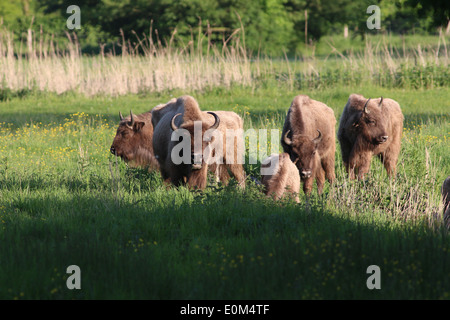 Allevamento di bisonte europeo o Bisonti Combattenti (Bison bonasus) Foto Stock