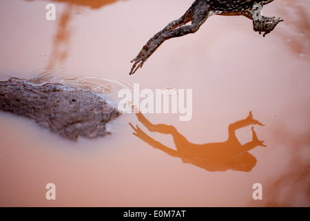 Un Rospo di canna viene riflessa come si salta da una roccia in una pozza di fango, Kauai, Hawaii, USA (Bufo marinus) Foto Stock