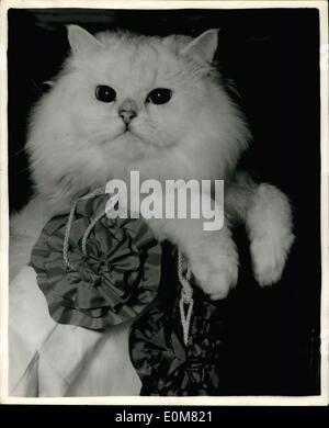 Dic. 09, 1953 - Championship Show del National cat club..l ''Best Cat in mostra l'': Immagine mostra: ''Marca di Allington'' - di proprietà di Miss Evelyn Langston di Maidenhead- visto presso il National Cat Club Championship show presso il Royal Horticultural Hall questo pomeriggio dopo che aveva vinto due titoli - ''Best capelli lunghi'' e ''Best Cat in tutto lo spettacolo''.. Rosette indicando i suoi successi può essere visto. Foto Stock