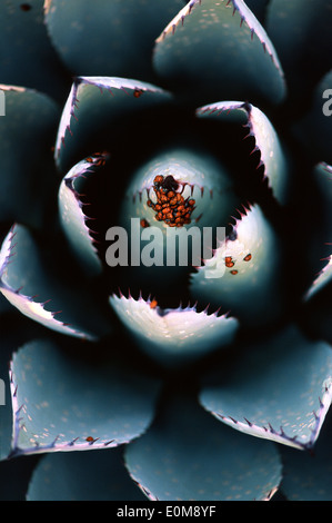 Un gruppo di ladybugs raccoglie su un agave blu nel deserto dell'Arizona in febbraio. (Coccinella septempunctata) Foto Stock