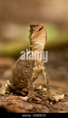 Un Amazon legno Lizard avverte al fotografo di mantenere la sua distanza in Tambopata National Preserve, Perù. (Enyalioides laticeps) Foto Stock