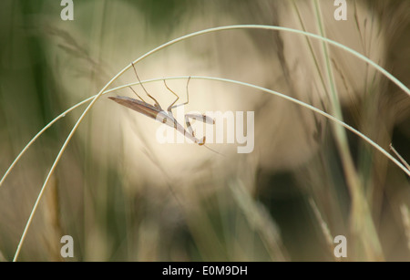 Una mantide religiosa pende da gambi di erba, Oregon, Stati Uniti d'America (Tenodera aridifolia) Foto Stock