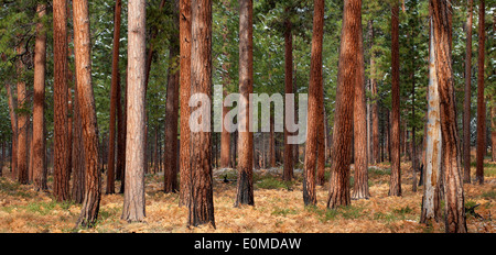 La luce del mattino risplende su di un boschetto di snow-spolverata Ponderosa Pine Trees vicino alle sorelle, Oregon, Stati Uniti d'America (Pinus ponderosa) Foto Stock