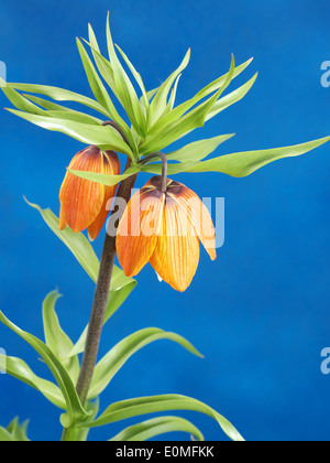 Crown imperial shot su sfondo blu Foto Stock