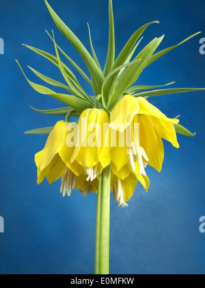 Giallo imperiale corona shot su sfondo blu Foto Stock