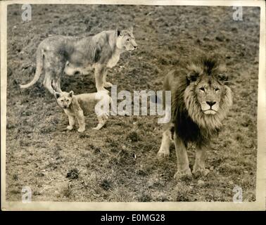 Mar 03, 1955 - orgogliosi genitori a Whypsnade zoo. I Lions e i loro Cub: Whipsnade Zoo si estende su 500 acri di terreno, ed è stato inaugurato nel 1931. Gli animali vivono in come in prossimità di un ambiente naturale come possibile - e attraggono migliaia di visitatori. La foto mostra il Rex, il leone - e Christine, la leonessa - con i loro due mesi di età cub, scorie - fotografati a Whipsnade Zoo. Foto Stock