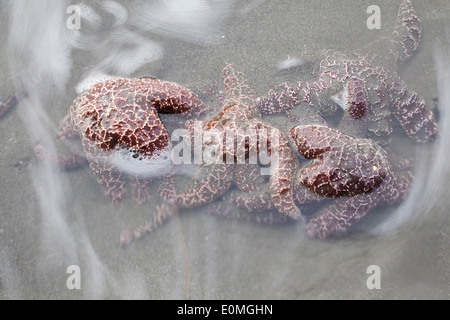 Un gruppo di stelle marine si aggrappano alla roccia invisibili come le onde tentare di tirare fuori in mare, Oregon, Stati Uniti d'America (Pisaster ochraceus) Foto Stock