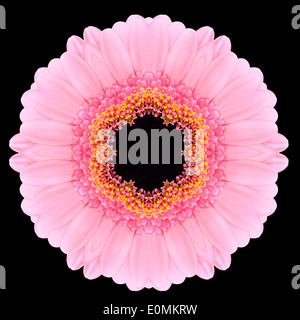Rosa Mandala di Gerbera fiore. Design caleidoscopica isolati su sfondo nero Foto Stock