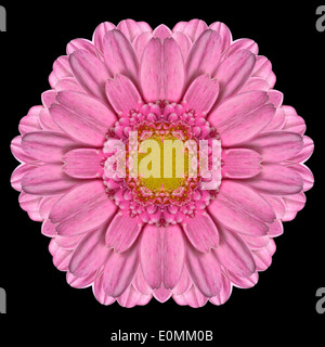 Rosa viola Mandala di Gerbera fiore. Design caleidoscopica isolati su sfondo nero Foto Stock
