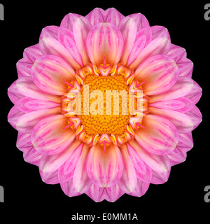 Rosa viola Mandala di Fiore Dahlia con centro di colore giallo. Design caleidoscopica isolati su sfondo nero Foto Stock