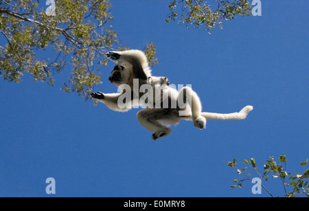 La Verreaux Sifaka con baby saltando da albero ad albero, Berenty Parco nazionale del Madagascar (Propithecus verreauxi) Foto Stock