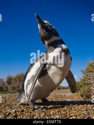 Pinguini di Magellano sulla spiaggia, la Penisola Valdes, Argentina (Spheniscus magellanicus) Foto Stock