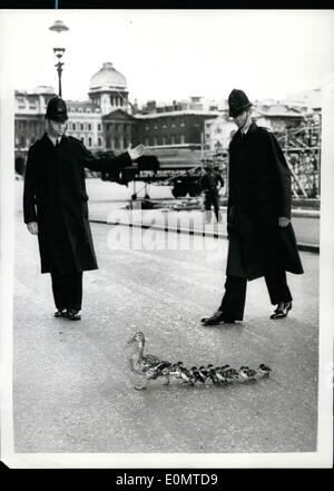 Giugno 06, 1956 - ''n. 10'' anatroccoli trasferito al St James Park; il grigio germano reale e i suoi undici anatroccoli che sono nati nella motivazione di n. 10 Downing Street, a pochi giorni fa erano questo pomeriggio trasferito al St James Park. La foto mostra la polizia blocca il traffico al germano reale e le ochette sono imbarcati attraverso la strada di San James Park questo pomeriggio. Foto Stock