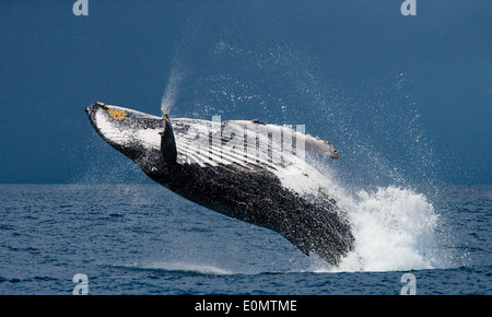 Violare Humpback Whale, San Marie Isola, Madagascar (Megaptera novaeangliae) Foto Stock