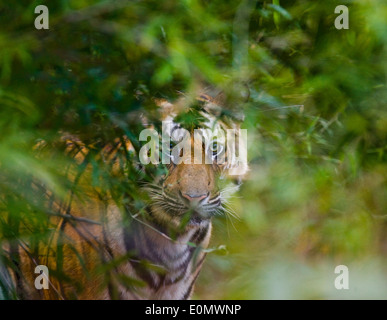 Indian Tiger, Bandhavgarh National Park, India (Panthera tigris) Foto Stock