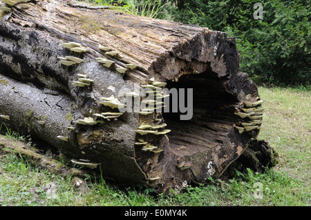 Staffa funghi che crescono su un vecchio albero caduto tronco Foto Stock