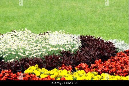 Bella aiuola nello spazio pubblico contro erba verde sullo sfondo Foto Stock