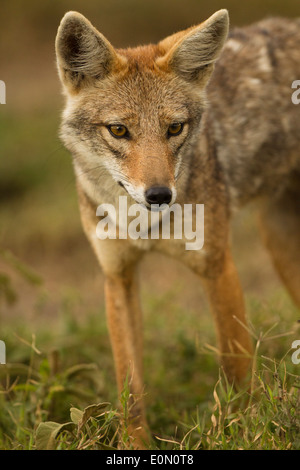 Golden Jackal, Ndutu area di Ngorongoro Conservation Area, nr Serengeti National Park, Tanzania Africa (Canis aureus) Foto Stock