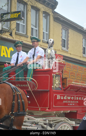 La Budweiser Clydesdales team display visto a Londra, Ontario prima dell'arrivo della Memorial Cup Trofeo di hockey. Foto Stock