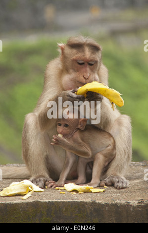 Il bambino e la Madre scimmia (Cofano Macacuq) mangiando la banana. Maharashtra, India Foto Stock
