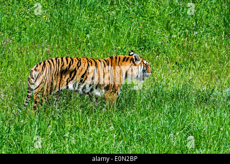 Tigre del Bengala (Panthera tigris tigris) nativa per l'India, il Bangladesh e il Nepal e il Bhutan caccia nella prateria Foto Stock