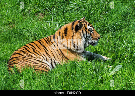 Tigre del Bengala (Panthera tigris tigris) nativa per l'India, il Bangladesh e il Nepal e il Bhutan in appoggio nella prateria Foto Stock