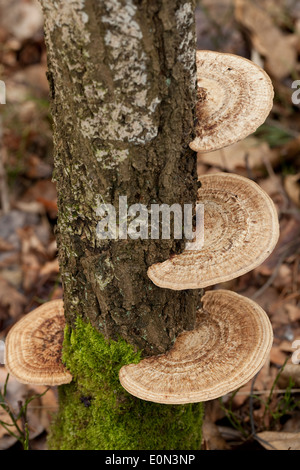 Grosso fungo (Daedaleopsis confragosa) sul tronco in foresta Foto Stock