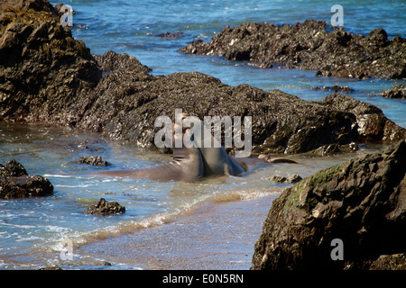 Giovane maschio foche elefanti giocare lotta sulla spiaggia appena al di fuori della US Hwy 1 (Pacific Coast highway PCH) a San Simeon California Foto Stock