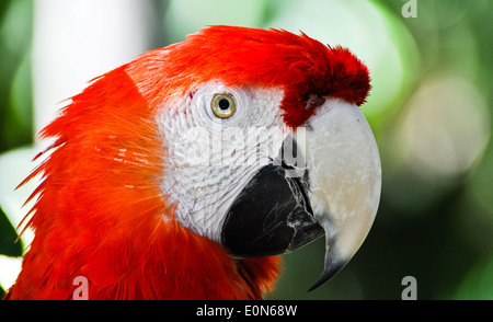 Testa di un rosso pappagalli ara Foto Stock