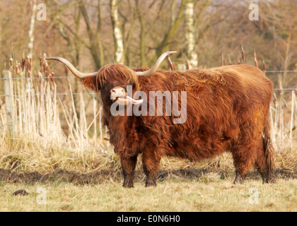 Highland Cattle Foto Stock