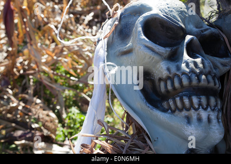 Ghoulish parti scheletriche sono utilizzati come Halloween decorazioni in un labirinto di mais. Foto Stock