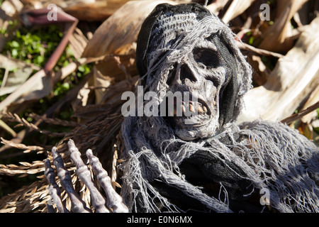 Ghoulish parti scheletriche sono utilizzati come Halloween decorazioni in un labirinto di mais. Foto Stock