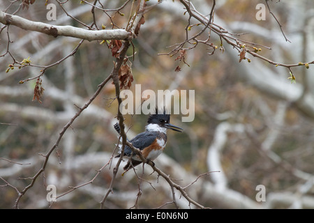 Belted Kingfisher (Megaceryle alcyon) arroccato in una struttura ad albero che si affaccia su un lago di mattina presto nella California del Sud Foto Stock