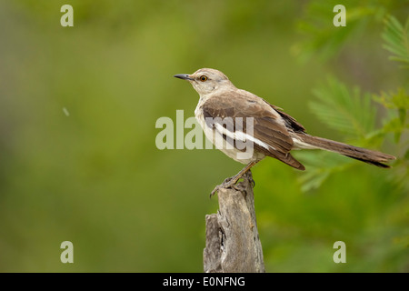 Northern Mockingbird (Mimus polyglottos), Rio Grande città, Texas, Stati Uniti d'America Foto Stock