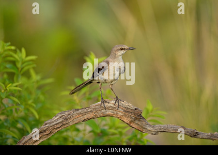 Northern Mockingbird (Mimus polyglottos), Rio Grande città, Texas, Stati Uniti d'America Foto Stock