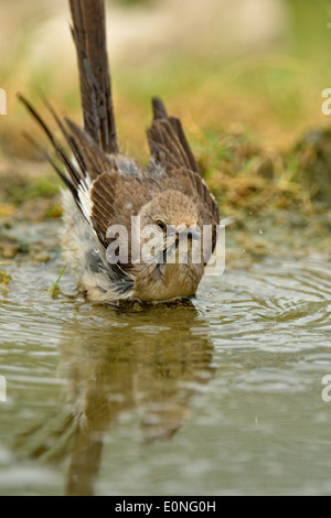 Northern Mockingbird, Mimus polyglottos, Rio Grande città, Texas, Foto Stock