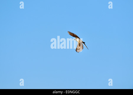 Forbice-tailed Flycatcher (Tyrannus forficatus), Rio Grande città, Texas, Stati Uniti d'America Foto Stock