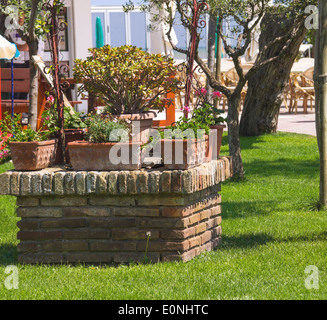 Fiori in vaso sul prato nel cortile Foto Stock