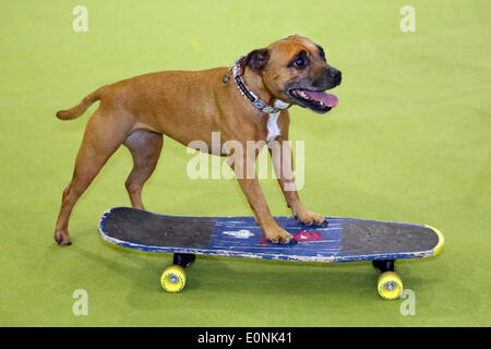 Londra, Regno Unito. Il 17 maggio 2014. Pancetta Affumicata su uno skateboard durante il Staffordshire Bull Terrier Agiliity Team Display al London Pet Show, Earls Court di Londra. Credito: Paul Brown/Alamy Live News Foto Stock