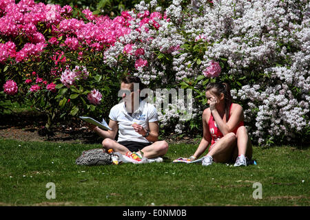 Lucertole da mare a Roundhay Park a Leeds Foto Stock