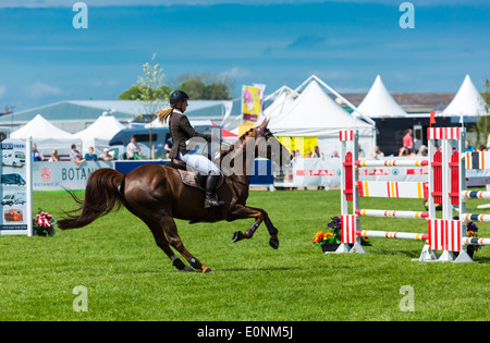 Show Jumping al 2014 Balmoral Show, il Labirinto, Lisburn, Irlanda del Nord. Foto Stock