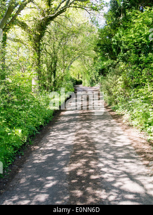 Stretto viottolo di campagna con alberi e boccole su entrambi i lati Foto Stock