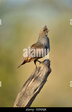 Scalato Quaglia (Callipepla squamati), Rio Grande città, Texas, Stati Uniti d'America Foto Stock