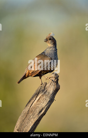 Scalato Quaglia (Callipepla squamati), Rio Grande città, Texas, Stati Uniti d'America Foto Stock