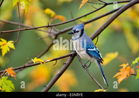 Blue Jay (Cyanocitta cristata), maggiore Sudbury, Ontario, Canada Foto Stock