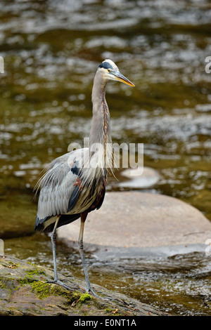 Airone blu (Ardea erodiade) la caccia nel piccolo fiume, Great Smoky Mountains National Park, Tennessee, Stati Uniti d'America Foto Stock