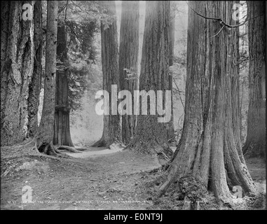 Tra il ' Sette sorelle dei grandi alberi, Stanley Park, Vancouver, B.C. Foto Stock